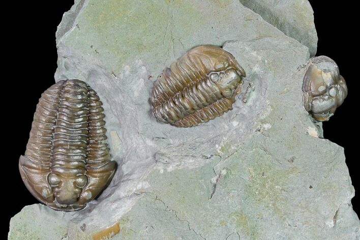 Three Flexicalymene Trilobites In Shale - Mt Orab, Ohio #165367